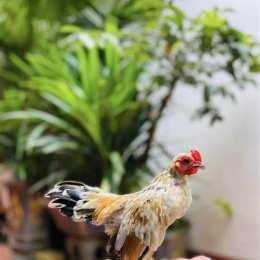 gà tre bắc đá nhau