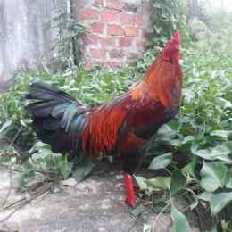 ga tre da ben tre