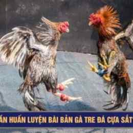 ga tre da cua sat hay