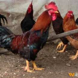 gà việt nam đá với gà thái lan