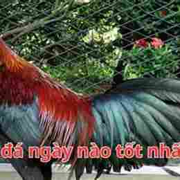 ga xanh da ngay nao tot nhat