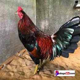gà xanh trích của anh cọp đá
