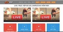 giao diện app cá cược đá gà trực tiếp c3