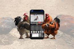 giao diện app cách cược đá gà