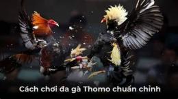 giao diện app cách đá gà thomo luôn thắng