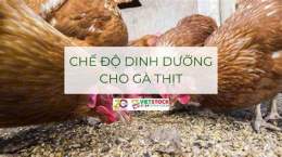 giao diện app cách nuôi gà vô chế độ đá