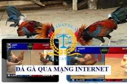 giao diện app cho coi đá gà trên mạng