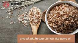 giao diện app cho gà đá ăn gạo lứt