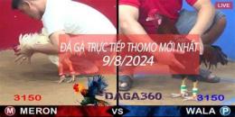 giao diện app chọi gà thomo đá trực tiếp