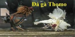 giao diện app coi đá gà thomo bữa nay