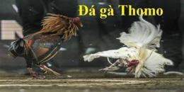 giao diện app coi lại đá gà thomo
