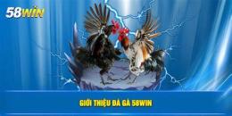 giao diện app đá gà 58win