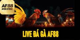giao diện app đá gà 88 live
