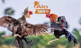 giao diện app đá gà alo789.tips