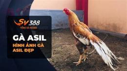 giao diện app đá gà asil ấn độ