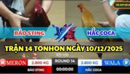 giao diện app đa gà bảo sting hôm nay
