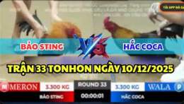 giao diện app đá gà bảo sting thomo