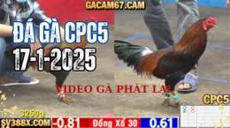 giao diện app đá gà c1 c2 c3 c4 c5 trực tiếp