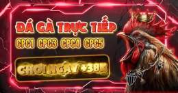 giao diện app đá gà c1 c2 c3 trực tiếp