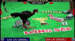 giao diện app đá gà c2 hôm nay trận 33
