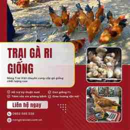 giống gà da vàng