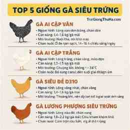 giong ga da