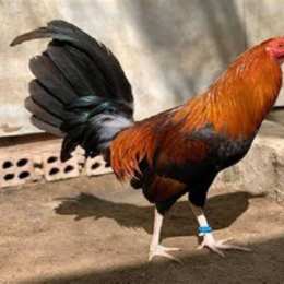 hinh anh ga da cua sat