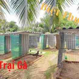 hình ảnh trại gà đá đẹp