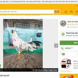 hỏi mua bán gà đá