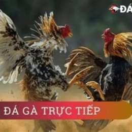hom nay da ga mau gi tot nhat