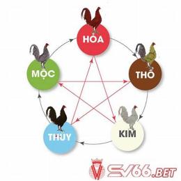 hôm nay gà đá màu gì tốt
