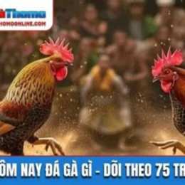 hôm nay gà nào đá được