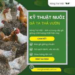 hướng dẫn cách nuôi gà đá