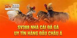 hướng dẫn sử dụng 2bong đá gà sv388