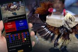 hướng dẫn sử dụng app cá cược đá gà