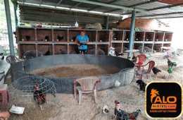 hướng dẫn sử dụng bài đánh giá về alo789 đá gà