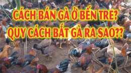 hướng dẫn sử dụng bán gà đá bến tre vừa cấp