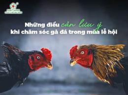 hướng dẫn sử dụng ban ga da soc trang