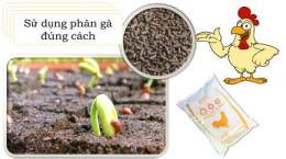 hướng dẫn sử dụng bán phân gà đã qua xử lý