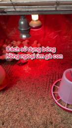 hướng dẫn sử dụng banh bóng đá gà