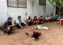 hướng dẫn sử dụng bắt đá gà ở huyện mang thít
