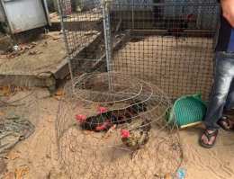 hướng dẫn sử dụng bắt đá gà ở phú yên