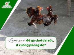 hướng dẫn sử dụng bí kíp xem ngày gà đá