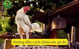 hướng dẫn sử dụng bi quyet cham soc ga da