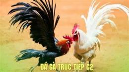hướng dẫn sử dụng c2 đá gà c2