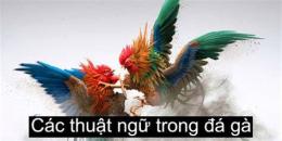 hướng dẫn sử dụng các thuật ngữ trong đá gà