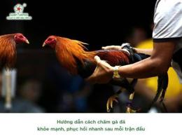 hướng dẫn sử dụng cách chăm gà chọi sau khi đá
