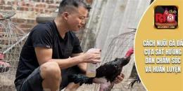 hướng dẫn sử dụng cách chăm sóc gà đá cựa sắt