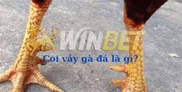 hướng dẫn sử dụng cách coi chân gà đá hay