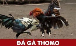 hướng dẫn sử dụng cách đăng ký trang đá gà thomo